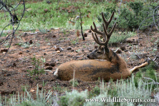 Click Picture to send as an  E-PostCard 63k 550x367